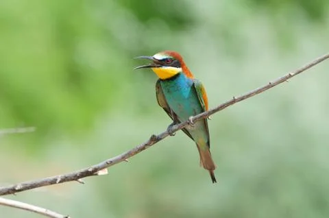 European bee-eater its with an open beak and spread wings. Stock Photos