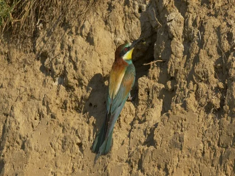 European bee-eater (Merops apiaster) at nest Stock Footage 80847356