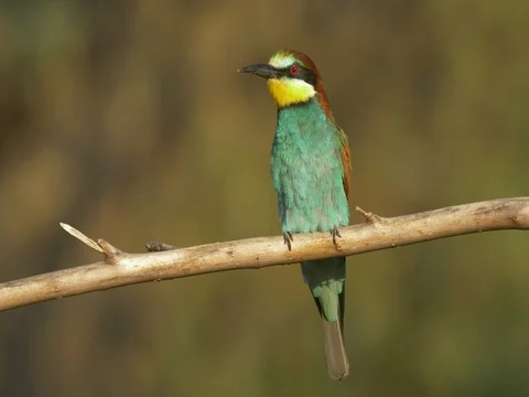 European bee-eater (Merops apiaster) Video stock 80847713