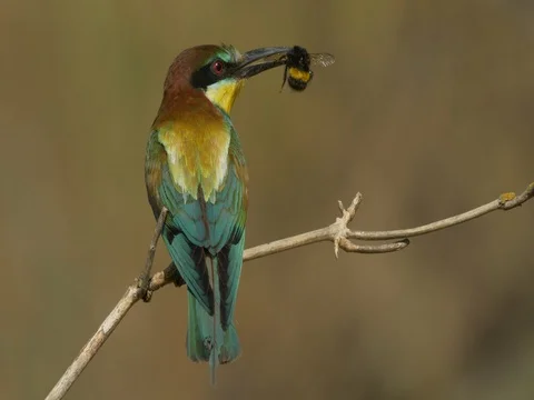 European bee-eater (Merops apiaster) with prey Stock Footage 80848321