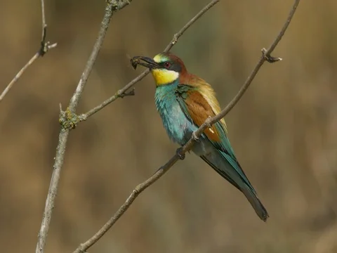 European bee-eater (Merops apiaster) with prey Vídeo Stock 80848421
