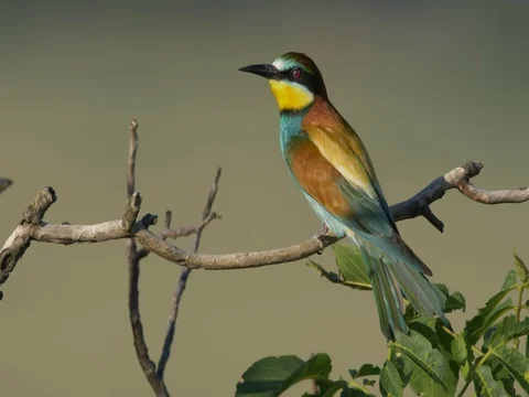 European bee-eater (Merops apiaster) Stock-Footage 80848432
