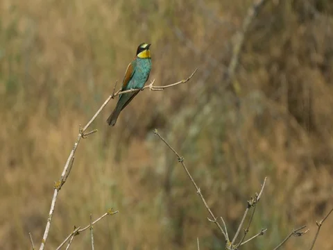 European bee-eater (Merops apiaster) Stock Footage 80848749