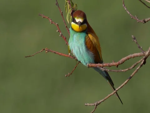 European bee-eater (Merops apiaster) Stock Footage 81195697