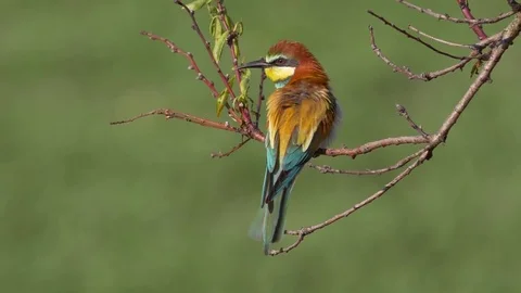European bee-eater (Merops apiaster) Stock Footage 81196638