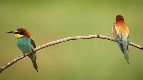 European Bee-eater, Merops apiaster sitting on the branch. Stock Footage 88037636