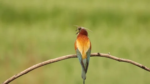 European Bee-eater, Merops apiaster sitting on the branch. Stock Footage 88037723