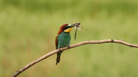 European Bee-eater, Merops apiaster sitting on the branch. Stock Footage 88037780