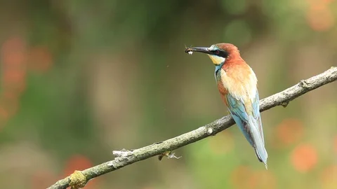 European Bee-eater, Merops apiaster, sitting on the branch. Stock Footage 88038787