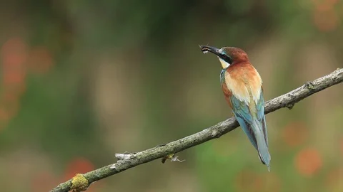 European Bee-eater, Merops apiaster, sitting on the branch. Stock Footage 88038834