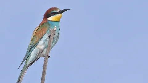 European Bee-eater (Merops apiaster)  perched on a stick. Video stock 96365616
