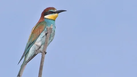 European Bee-eater (Merops apiaster)  perched on a stick. Stock Footage 96365630