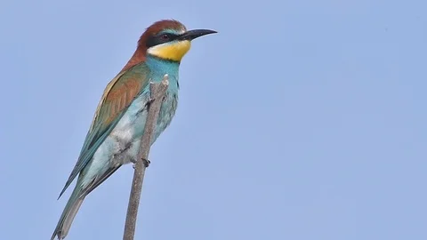 European Bee-eater (Merops apiaster)  perched on a stick. Stock Footage 96365642