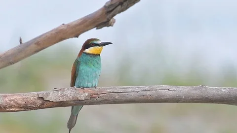 European Bee-eater (Merops Apiaster)  perched on a branch. Stock Footage 96365647
