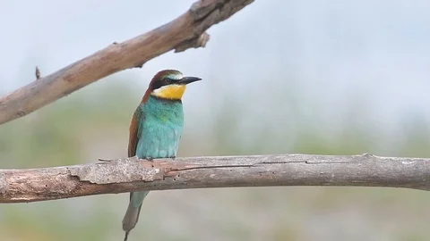 European Bee-eater (Merops Apiaster)  perched on a branch. Stock Footage 96365650