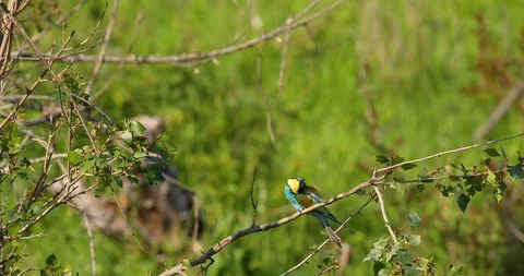 European Bee-eater (Merops apiaster) perched on a stick and looking around wi Stock Footage 108669849