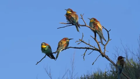 European bee-eater (Merops apiaster) flock in a tree Stock Footage 114188076