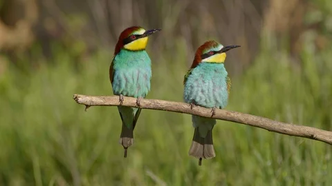 European bee-eater (Merops apiaster) perching on a twig Stock-Footage 114188281