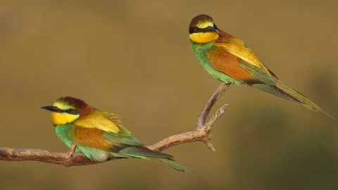 European bee-eater (Merops apiaster) perching on a twig Video stock 114188465