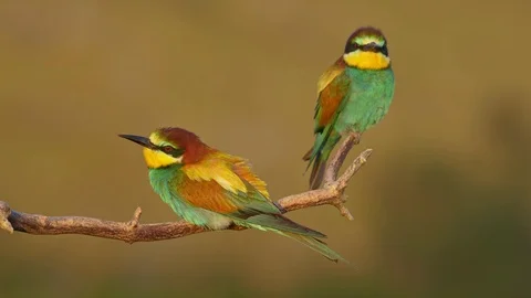 European bee-eater (Merops apiaster) perching on a twig Stock-Footage 114188522