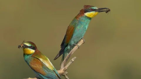 European bee-eater (Merops apiaster) with a prey 库存影片 114188550