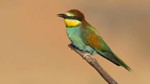 European bee-eater (Merops apiaster) with a prey 動画素材 114188604