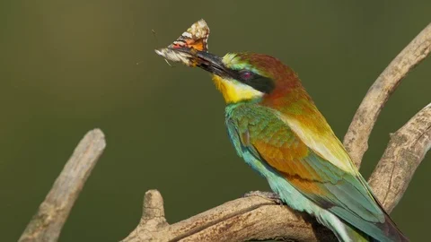 European bee-eater (Merops apiaster) with a prey Stock-Footage 114188830