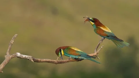European bee-eater (Merops apiaster) with a prey Stock-Footage 114189570