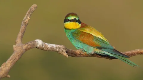 European bee-eater (Merops apiaster) calling Stock-Footage 114189951