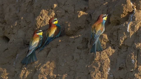 European bee-eater (Merops apiaster) at the nesting tunnel Stock-Footage 114190246