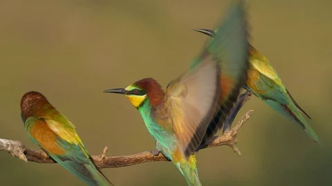 European bee-eater (Merops apiaster) perching on a twig 스톡 동영상 114222346