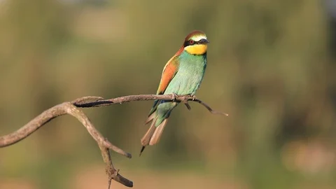 European bee-eater - Merops apiaster - on a branch in the morning Stock-Footage 115329420