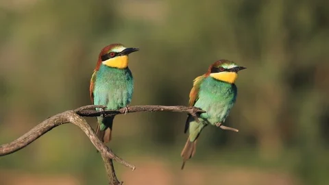 European bee-eater - Merops apiaster - on a branch in the morning Vídeos de archivo 115330301