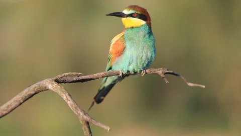 European bee-eater - Merops apiaster - on a branch in the morning 库存影片 115334370