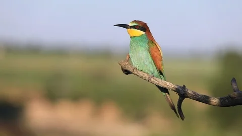 European bee-eater - Merops apiaster - on a branch in the morning 库存影片 115335022