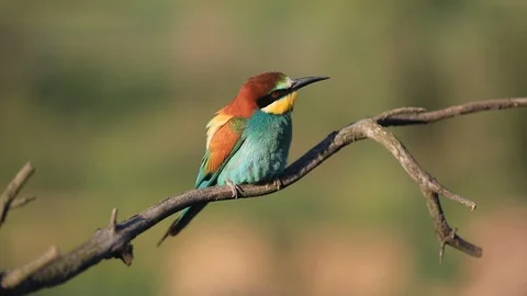 European bee-eater - Merops apiaster - on a branch in the morning Stock Footage 115335323