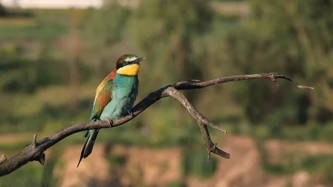 European bee-eater - Merops apiaster - on a branch in the morning 库存影片 115335824