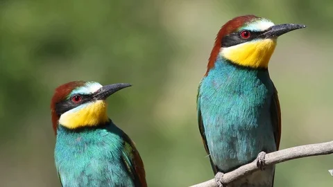 European bee eater, Merops apiaster. Beautiful colored bird Stock Footage 127160505