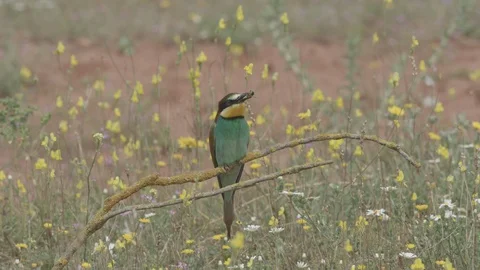 European Bee Eater ( Merops apiaster) perched on branch Video stock 127786033