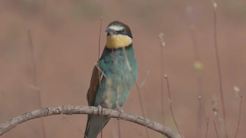 European Bee Eater ( Merops apiaster) Video stock 127786087
