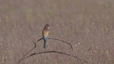 European Bee Eater ( Merops apiaster) Video stock 127786813