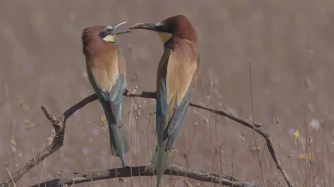 European Bee Eater (Merops apiaster) Video stock 127787328