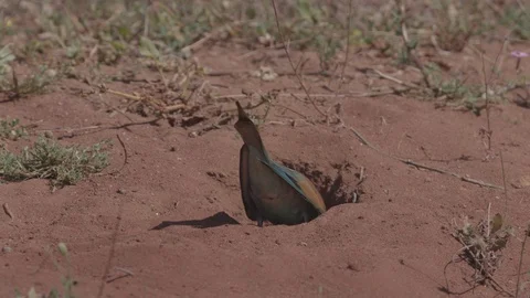 European Bee Eater (Merops apiaster) perched on branch Video stock 127787906