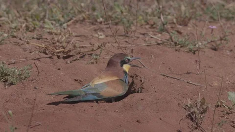 European Bee Eater (Merops apiaster) Video stock 127788081
