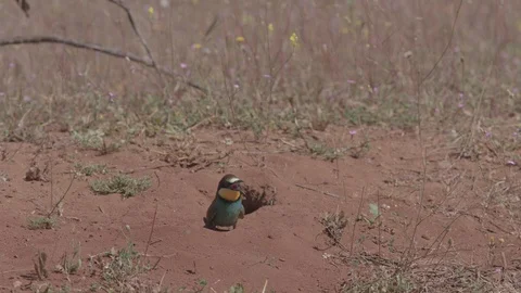 European Bee Eater ( Merops apiaster) Video stock 127788290