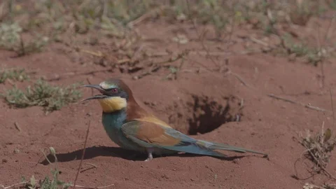 European Bee Eater (Merops apiaster) Video stock 127788518