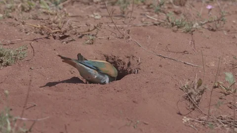 European Bee Eater (Merops apiaster) Video stock 127788985