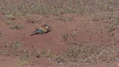 European Bee Eater ( Merops apiaster) Video stock 127789262