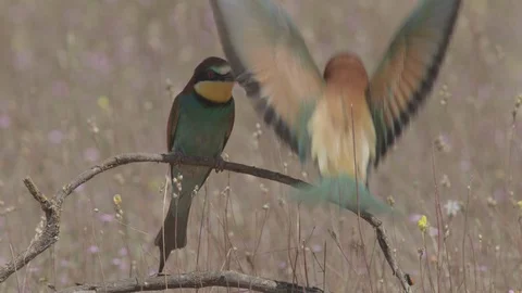 European Bee Eater ( Merops apiaster) Video stock 127789414