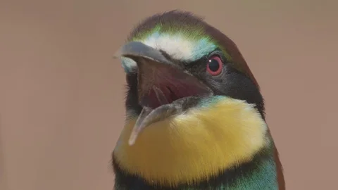 European Bee Eater (Merops apiaster) Video stock 127790526